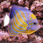 Blue-Ringed-Angelfish_LL