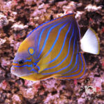 Blue-Ringed-Angelfish_LL