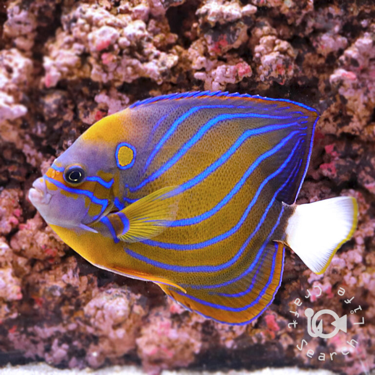 Blue-Ringed-Angelfish_LL