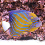 Blue-Ringed-Angelfish_LL
