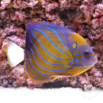 Blue-Ringed-Angelfish_LL