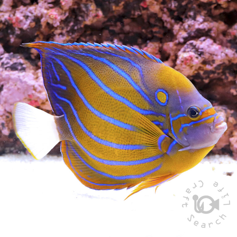 Blue-Ringed-Angelfish_3L