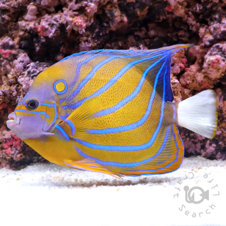 Blue-Ringed-Angelfish_3L