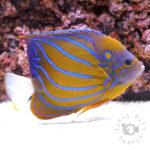 Blue-Ringed-Angelfish_3L
