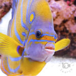 Blue-Ringed-Angelfish_3L