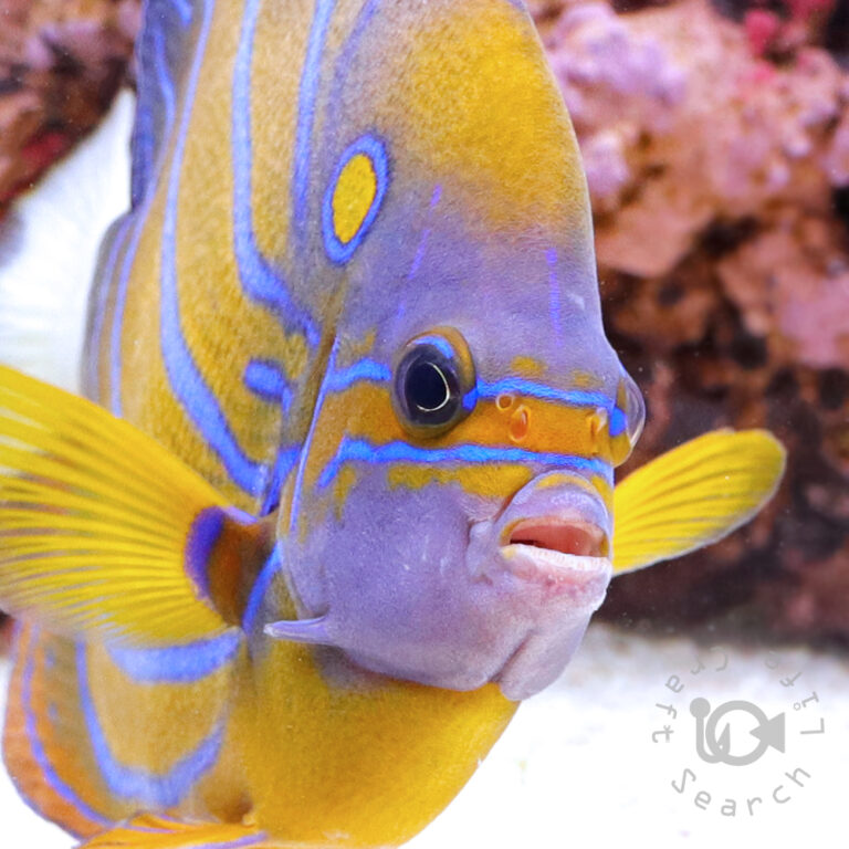 Blue-Ringed-Angelfish_3L