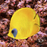 Bluecheek-Butterflyfish_251211