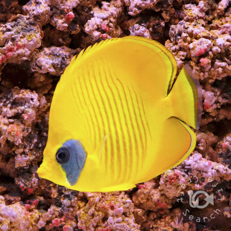 Bluecheek-Butterflyfish_251211