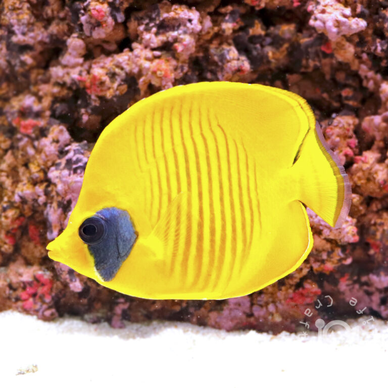 Bluecheek-Butterflyfish_250912