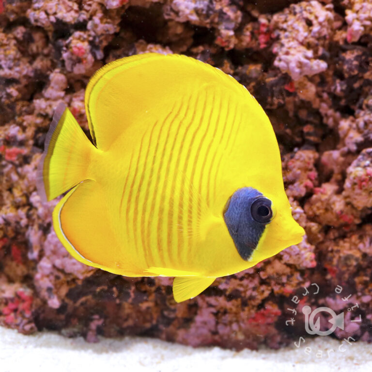 Bluecheek-Butterflyfish_250912