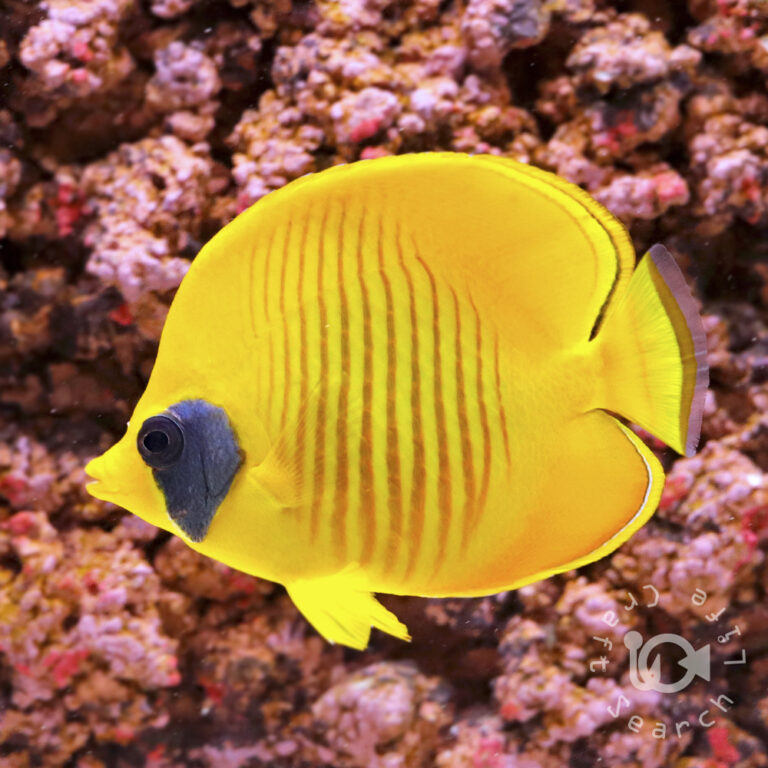 Bluecheek-Butterflyfish_250912