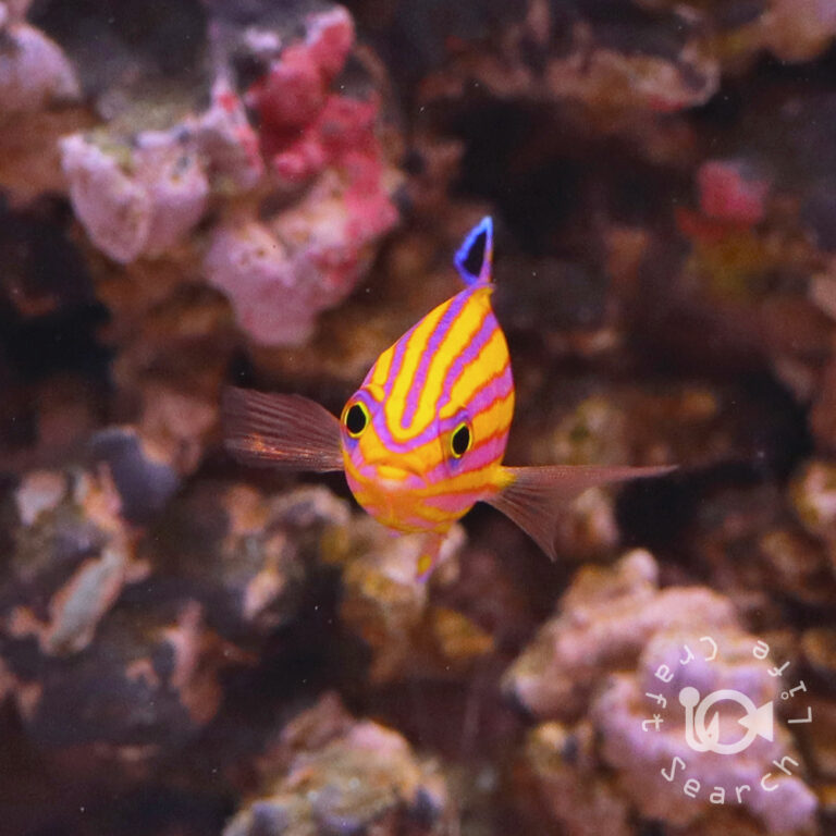 Candy-Basslet_250904