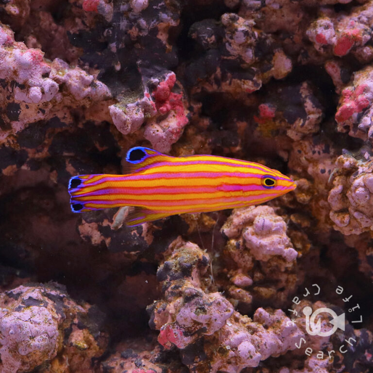 Candy-Basslet_250904