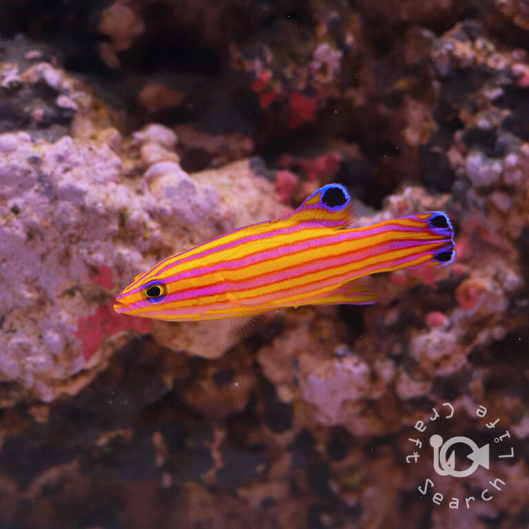 Candy-Basslet_250904