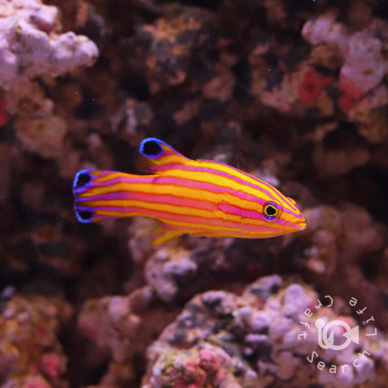 Candy-Basslet_250904