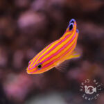 Candy-Basslet_250904