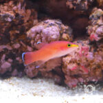 Cave-Basslet_250904-1