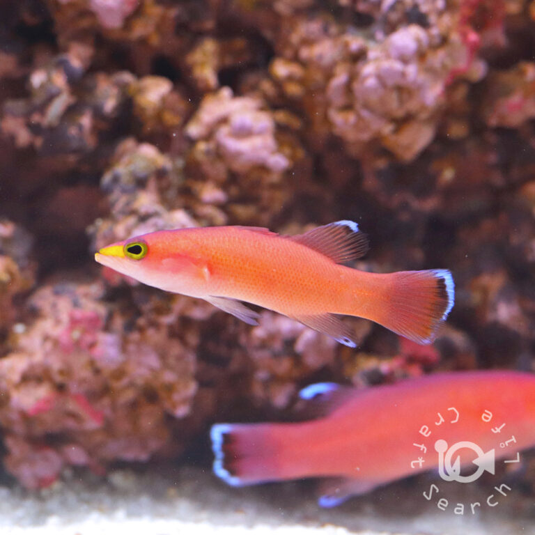 Cave-Basslet_250904-1