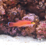 Cave-Basslet_250904-1