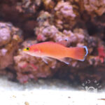 Cave-Basslet_250904-1