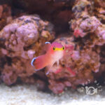 Cave-Basslet_250904-1