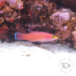 Cave-Basslet_250904-2