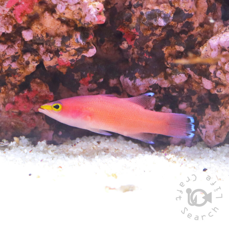 Cave-Basslet_250904-2