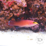 Cave-Basslet_250904-2