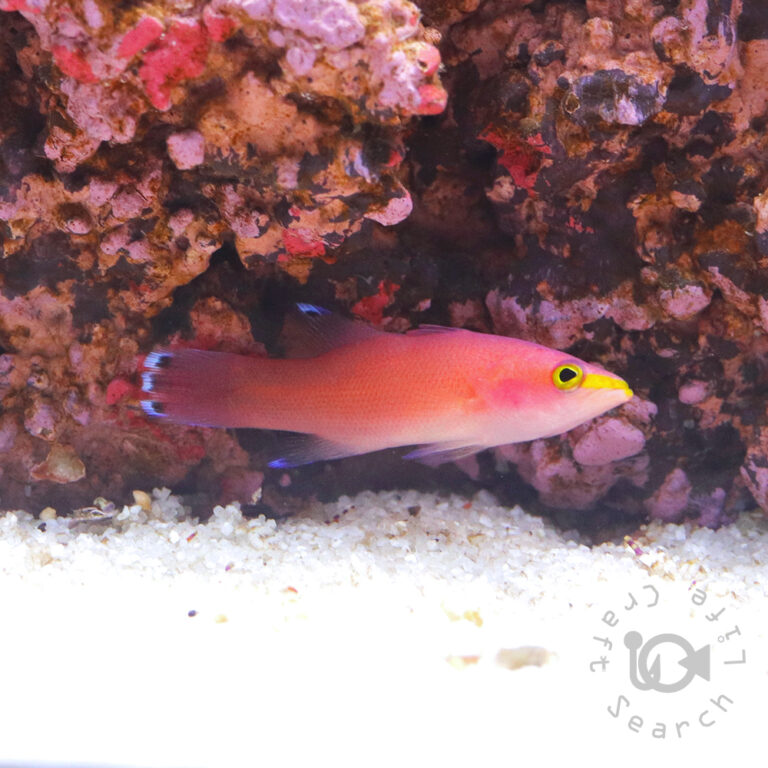 Cave-Basslet_250904-2