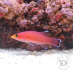 Cave-Basslet_250906-1