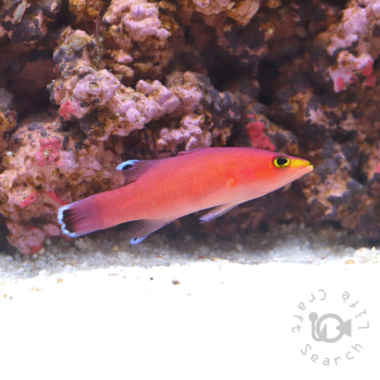 Cave-Basslet_250906-1