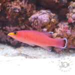 Cave-Basslet_250906-1