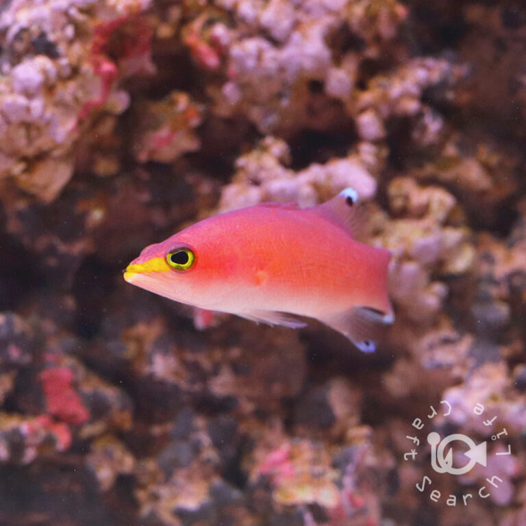 Cave-Basslet_250906-1