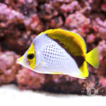 Declivis-Butterfly_250907