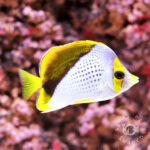 Declivis-Butterfly_250907