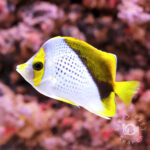 Declivis-Butterfly_250907