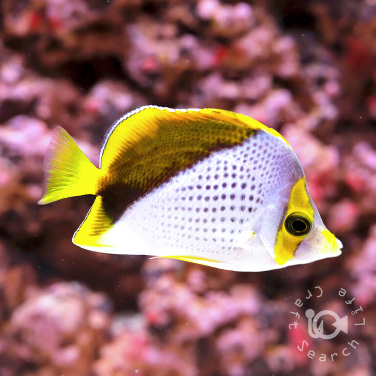 Declivis-Butterfly_250907