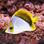 Declivis-Butterfly_250907