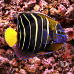 Earspot-Angelfish_250911