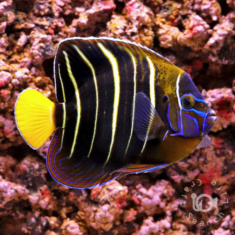 Earspot-Angelfish_250911