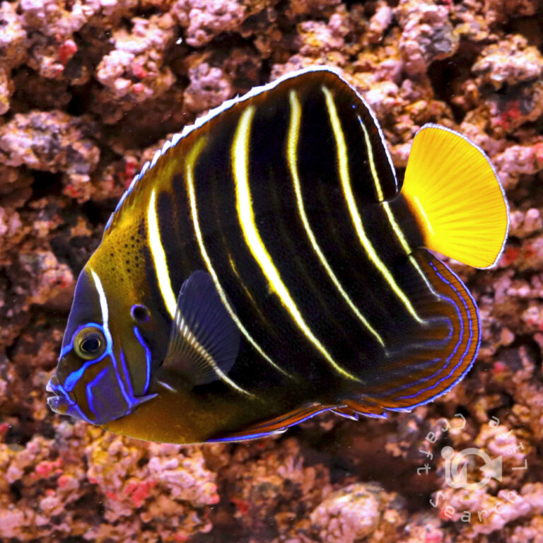 Earspot-Angelfish_250911