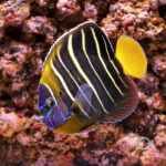 Earspot-Angelfish_250911