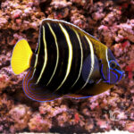Earspot-Angelfish_250911