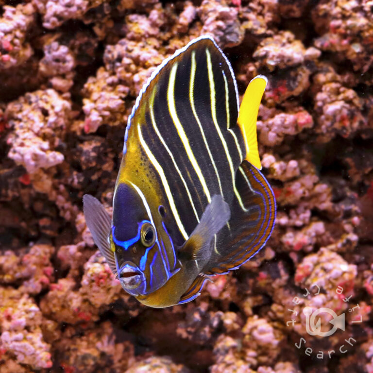 Earspot-Angelfish_250911