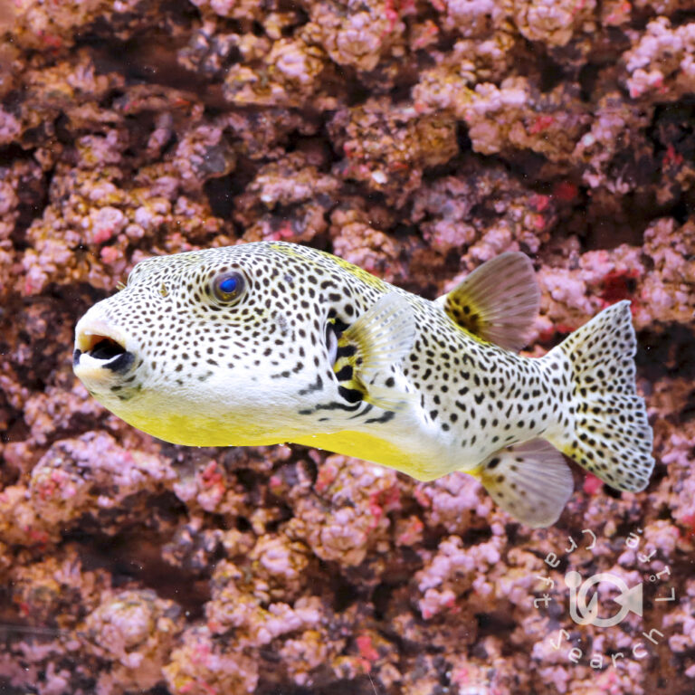 Golden-Stellate-Puffer_250924