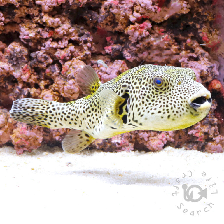 Golden-Stellate-Puffer_250924