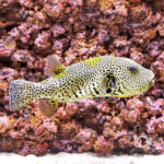 Golden-Stellate-Puffer_250924