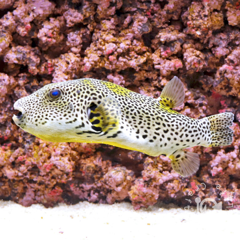 Golden-Stellate-Puffer_250924