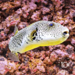 Golden-Stellate-Puffer_250924