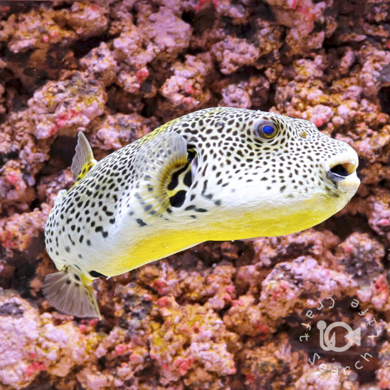 Golden-Stellate-Puffer_250924